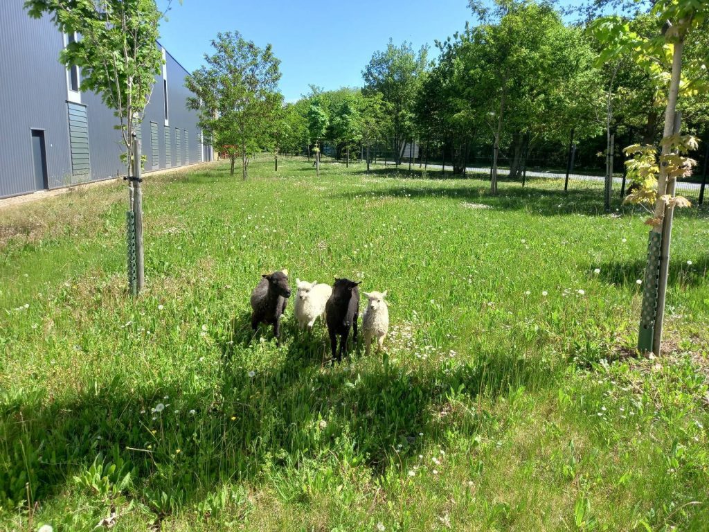 ecopaturage centre val de loire Sorigny Tours