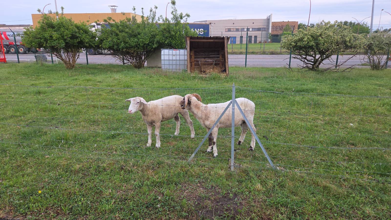 agneaux ecopaturage printemps