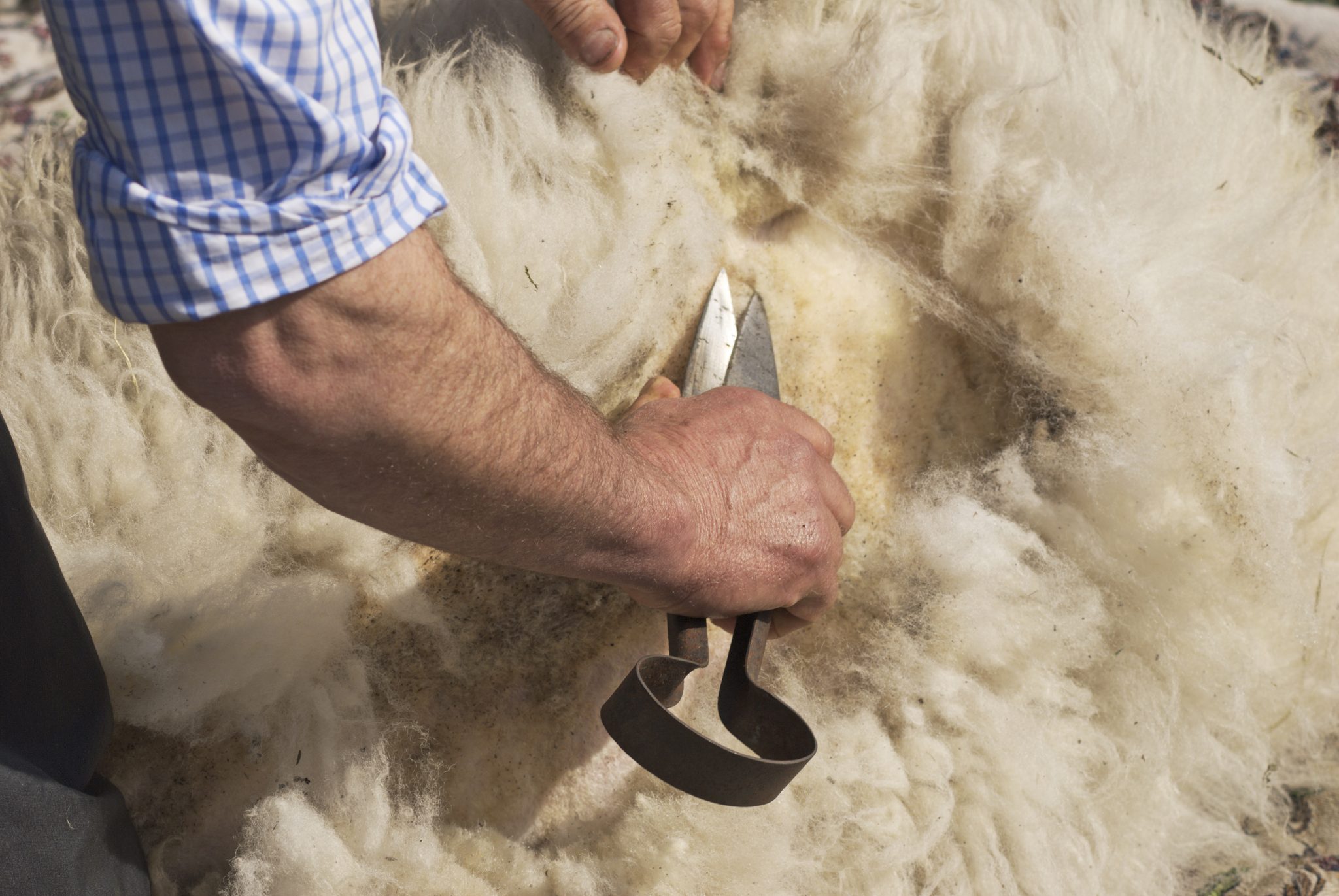 Tonte des moutons : techniques et bonnes pratiques - Greensheep