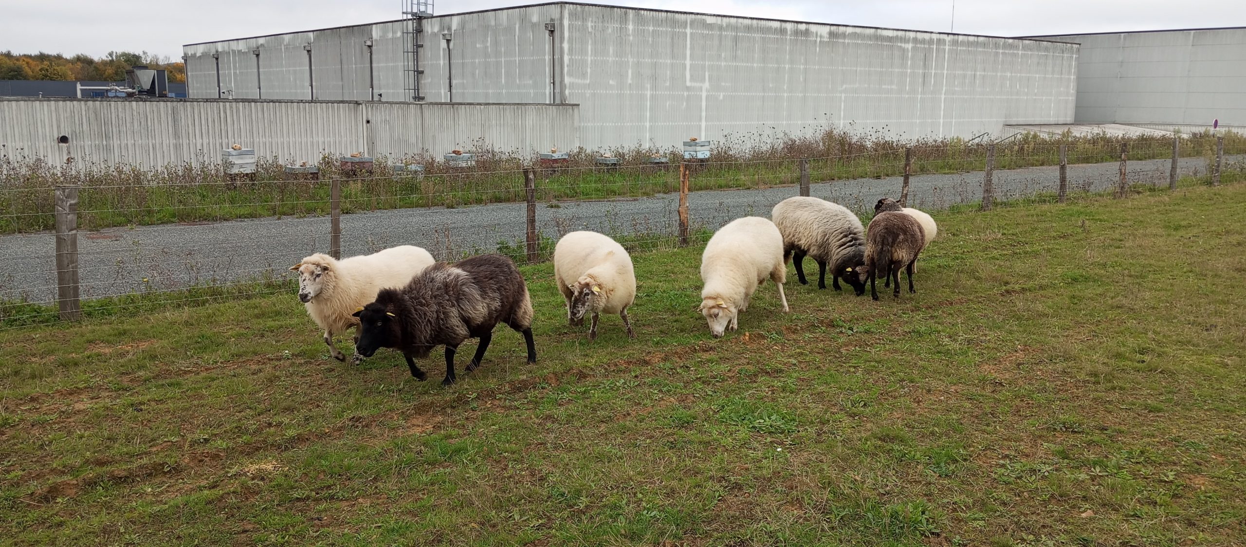 moutons panneaux solaires Eurowipes