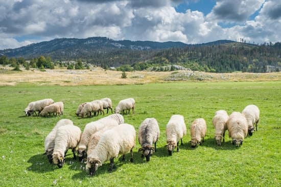 écopastoralisme troupeau