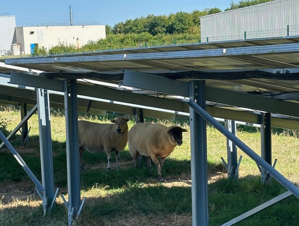 moutons panneaux solaires