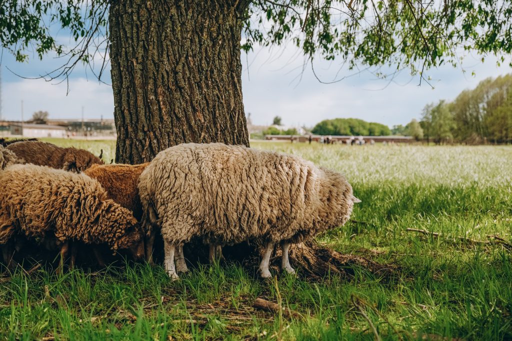 moutons plantes invasives