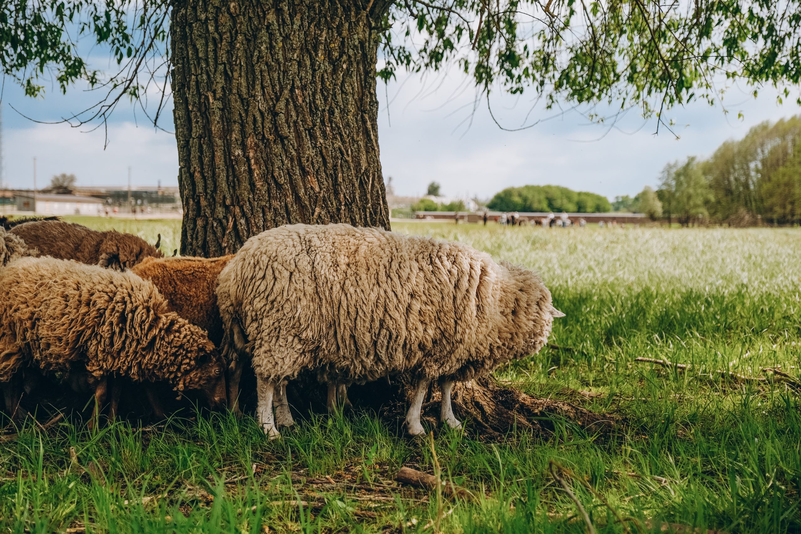 moutons plantes invasives