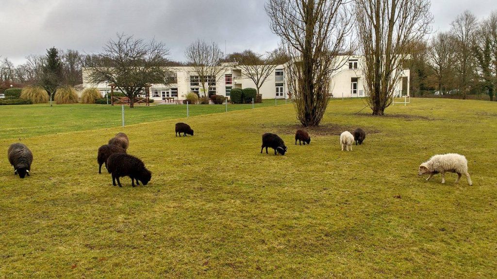 Eco-pâturage Greensheep gestion différenciée