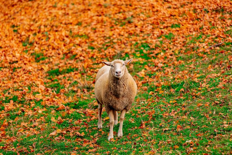 mouton eco-paturage automne