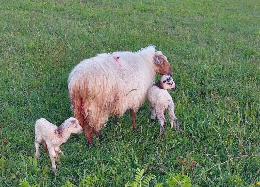 reproduction moutons brebis et ses agneaux