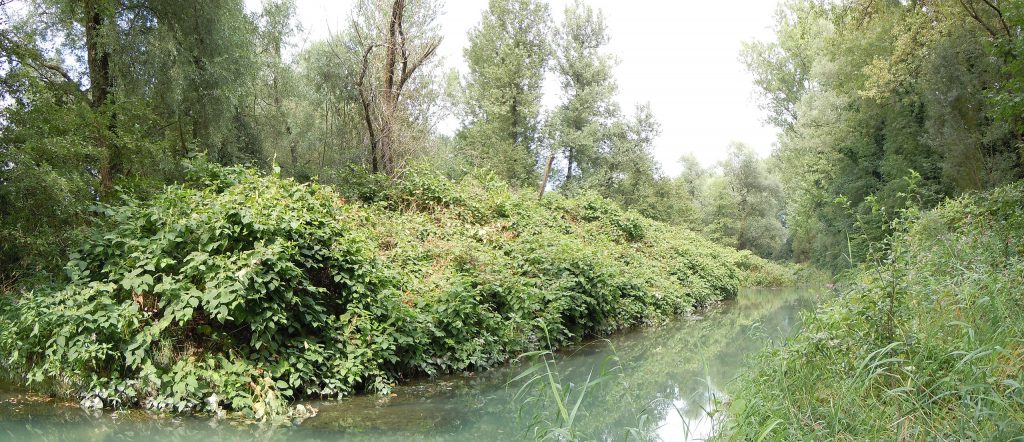 renouée du japon invasive