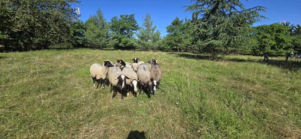 désherbants naturels moutons