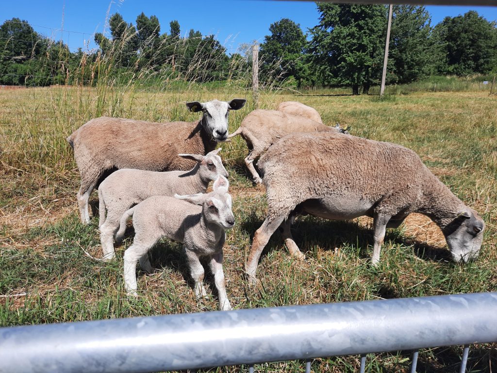 brebis et leurs petits fin de gestation