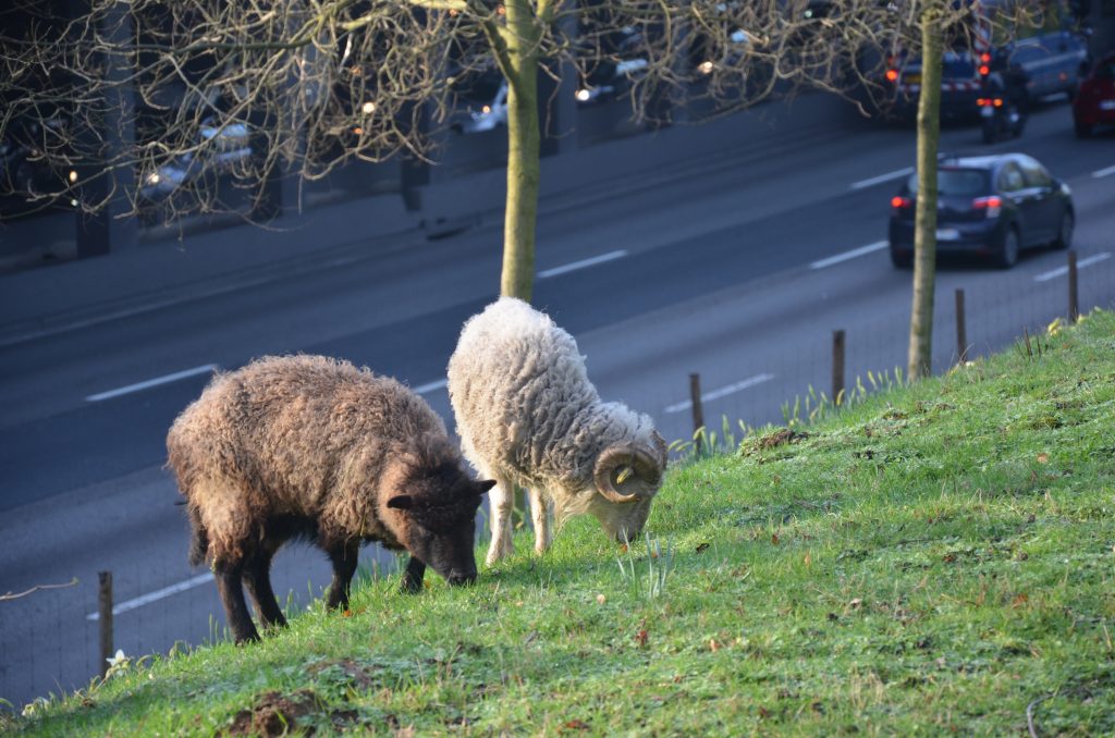 écopaturage à paris