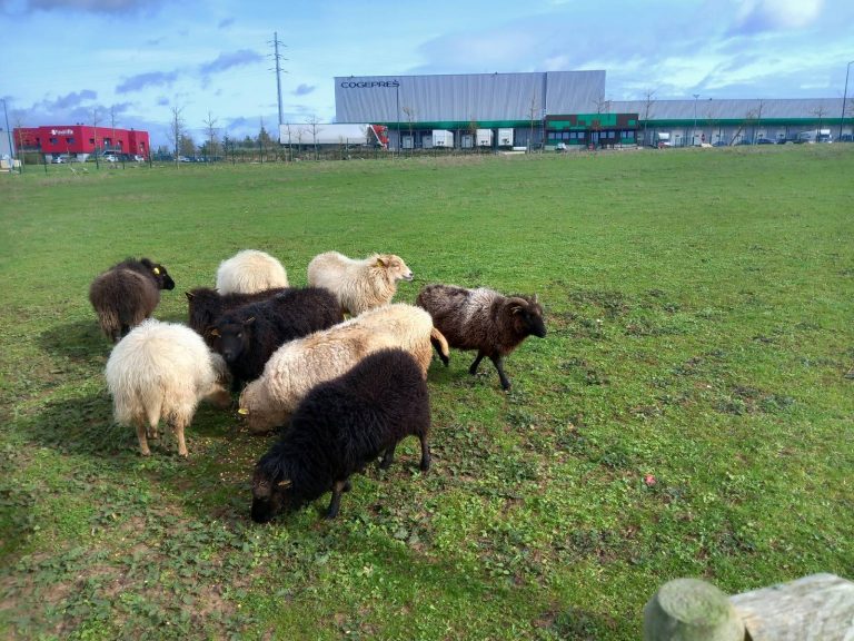 animaux pour terrain 5000 m2 moutons