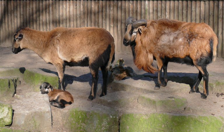 mouton du cameroun et ses petits