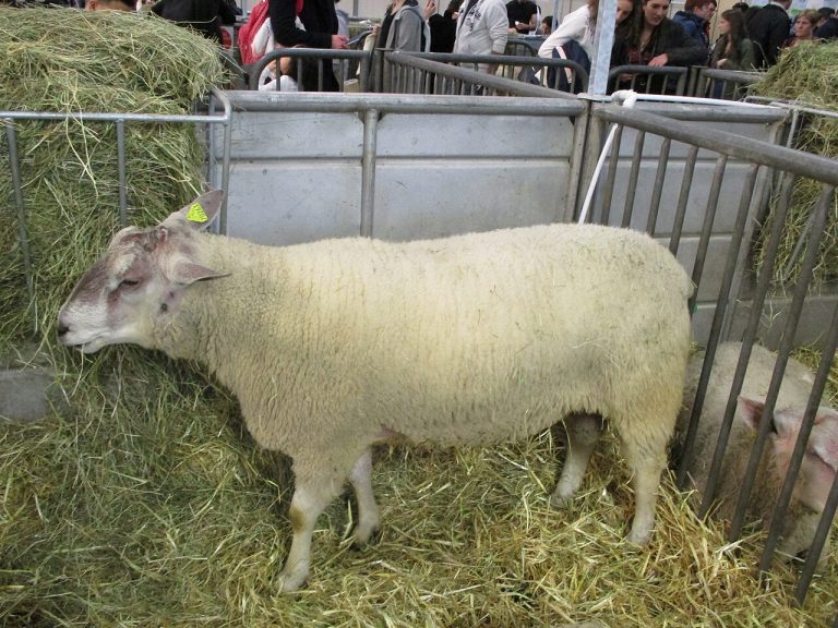 Mouton_boulonnais Pas-de-Calais