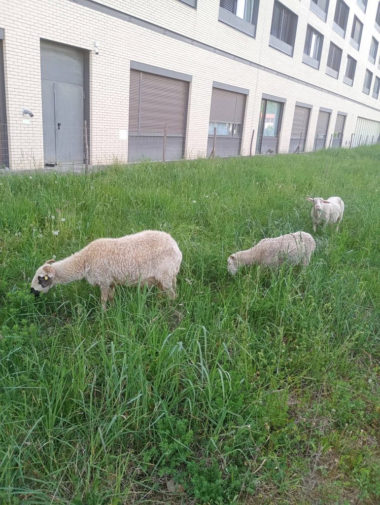 tonte raisonnée moutons