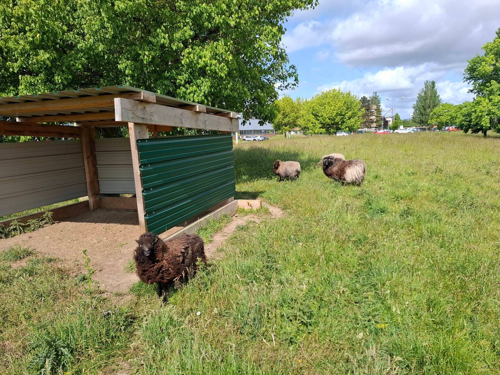 tonte raisonnée