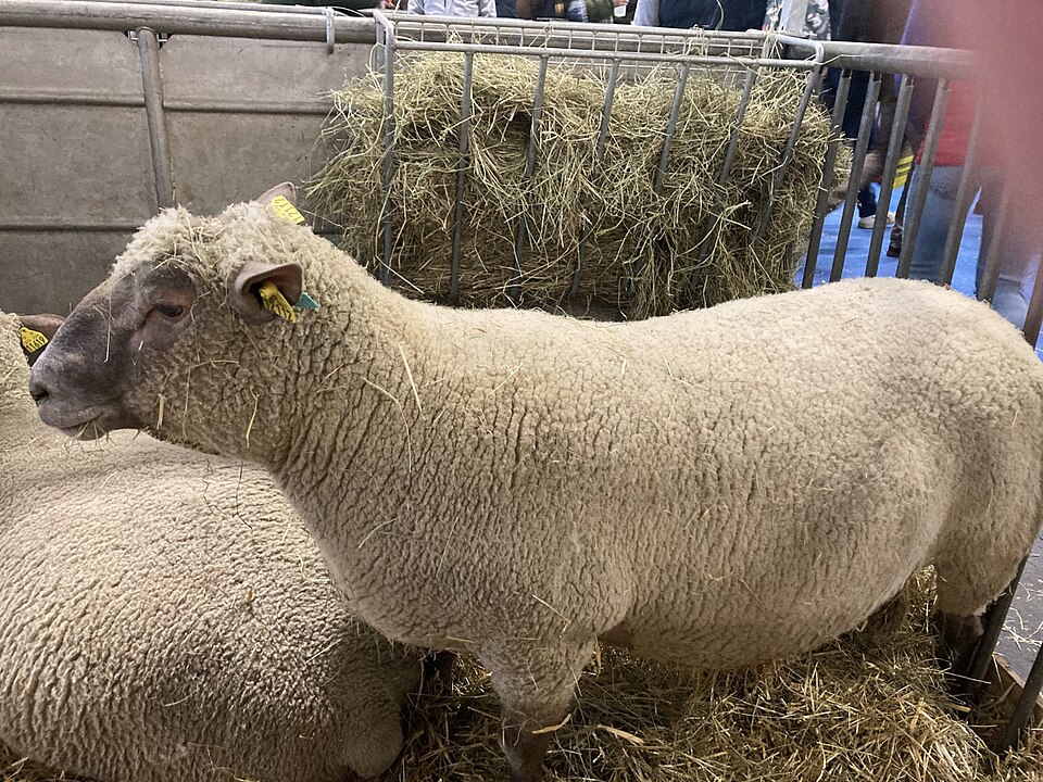 Mouton vendéen
