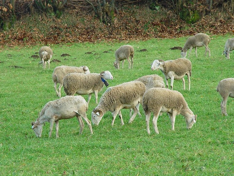Tarasconnaises pyrénnées
