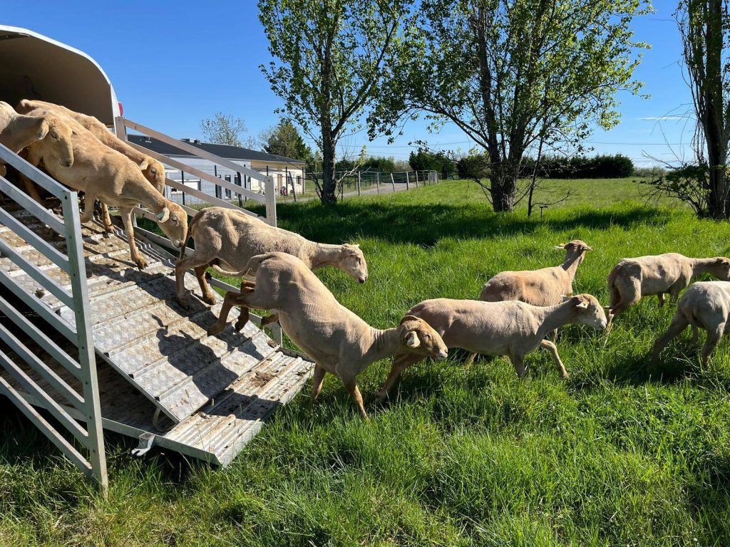 arrivée des moutons à Saint Lys près de Toulouse