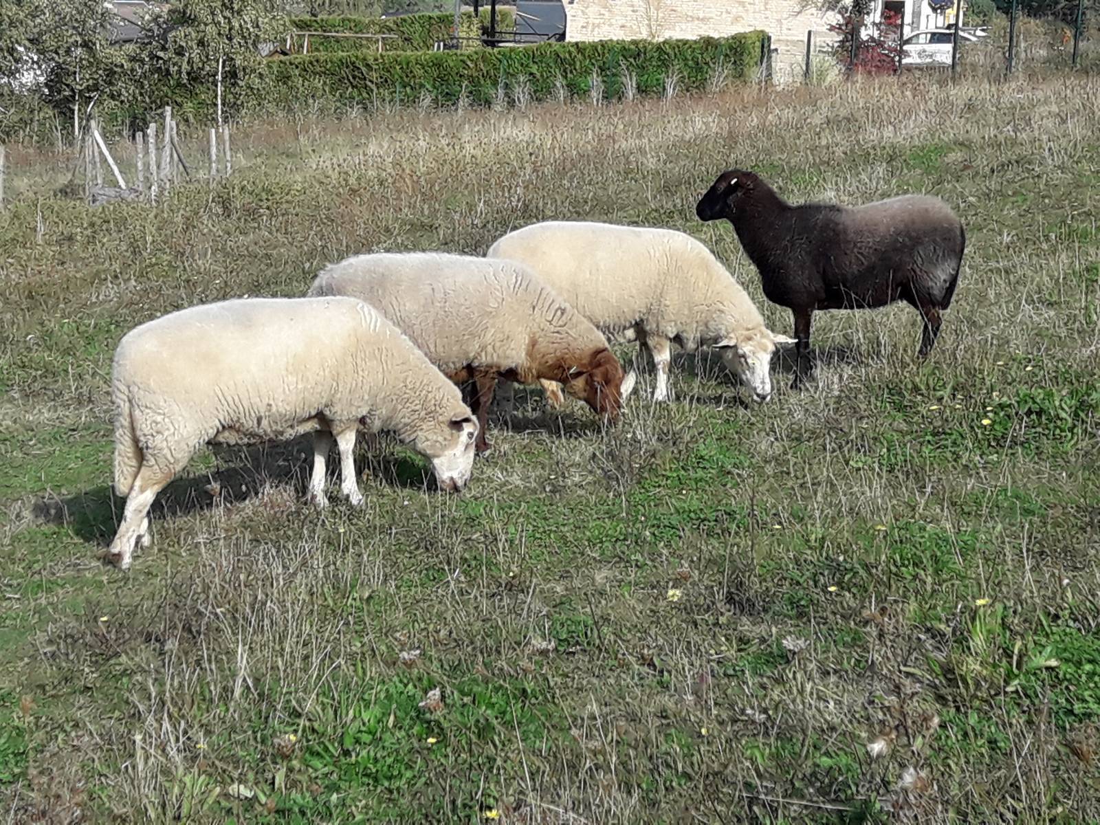ecopaturage rse