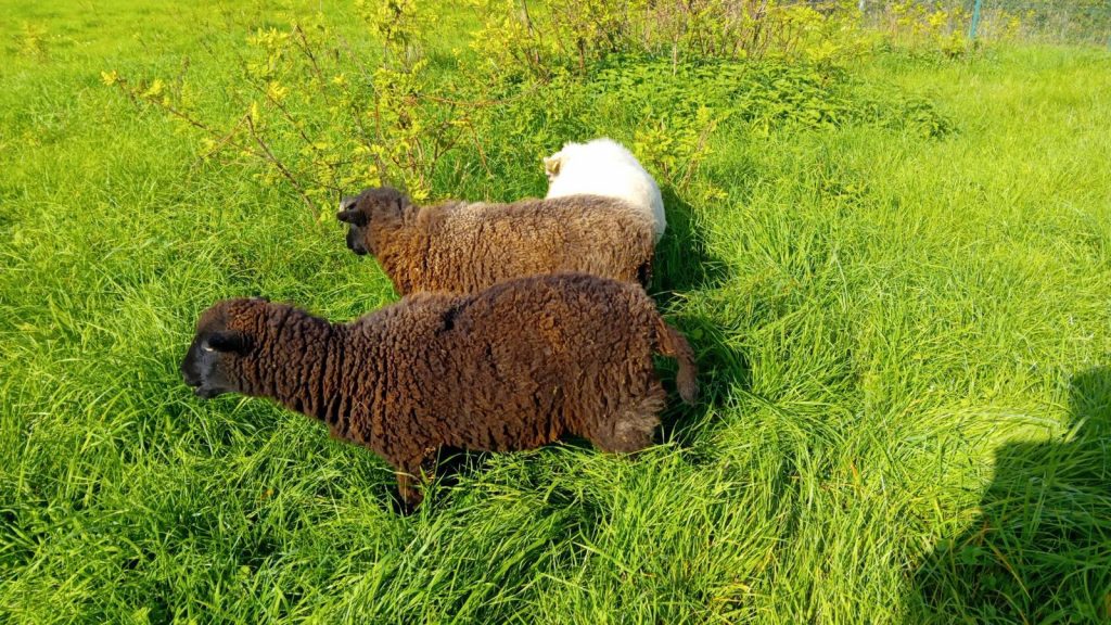 ne pas tondre sa pelouse moutons en train de brouter