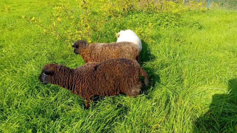ne pas tondre sa pelouse moutons en train de brouter