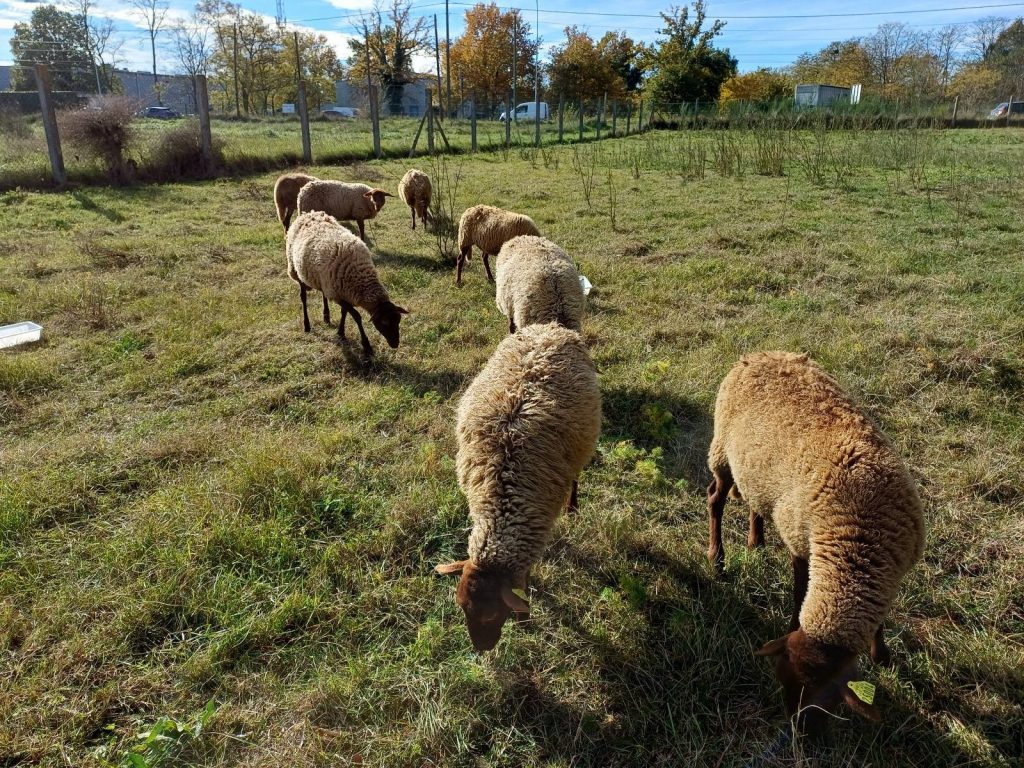Écopâturage professionnel près d'Orléans, Centre-Val de Loire