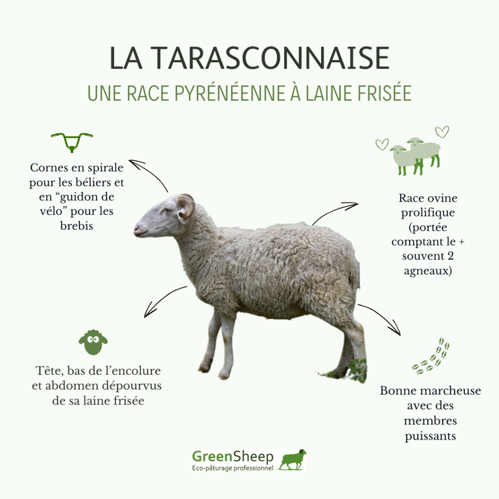 Infographie sur la Tarasconnaise.