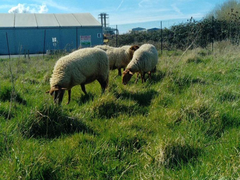 moutons exemples rse environnement