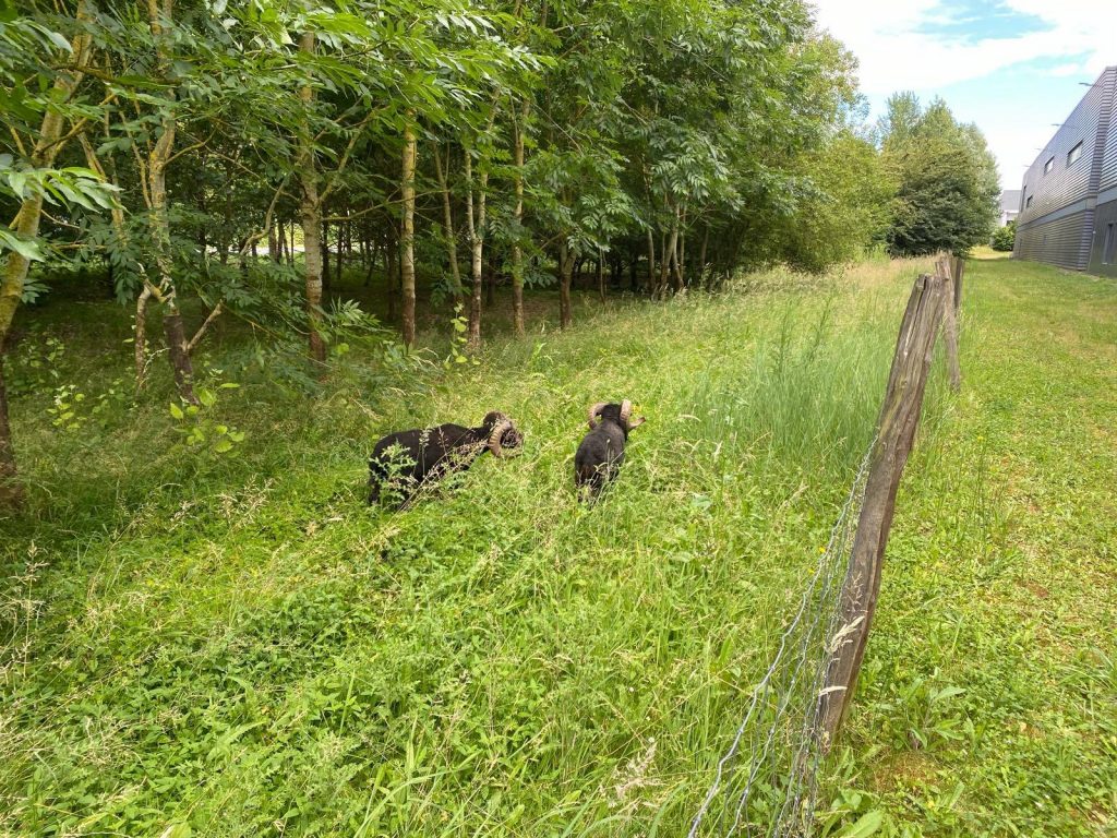 ruminants verger