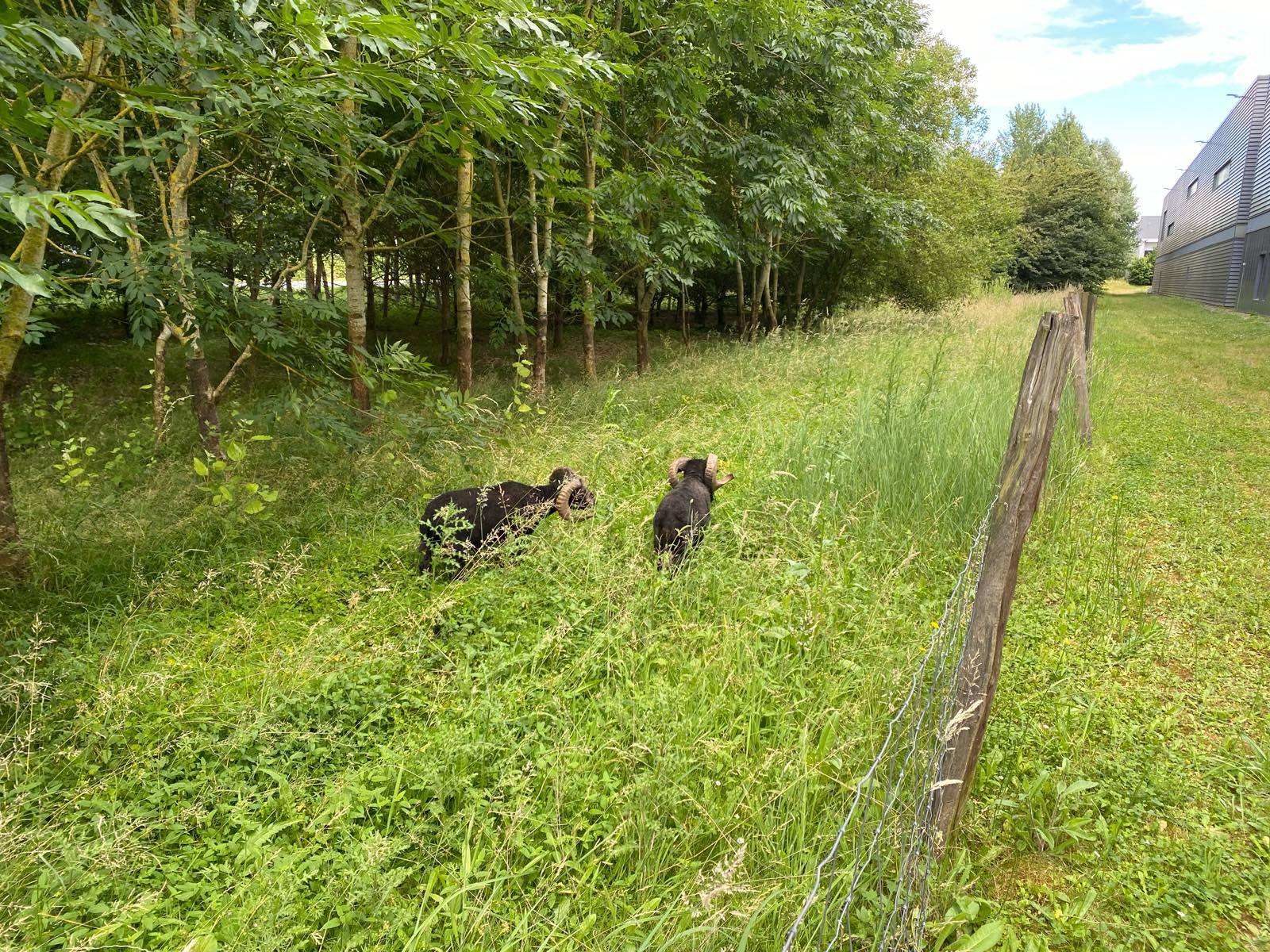 ruminants verger