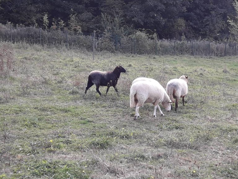 moutons jardin ehpad maison de retraite