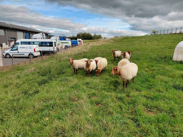 rse BTP moutons