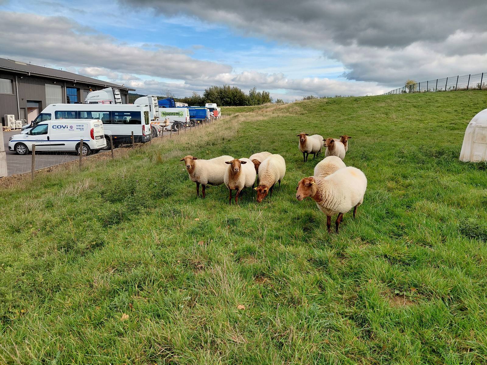 rse BTP moutons