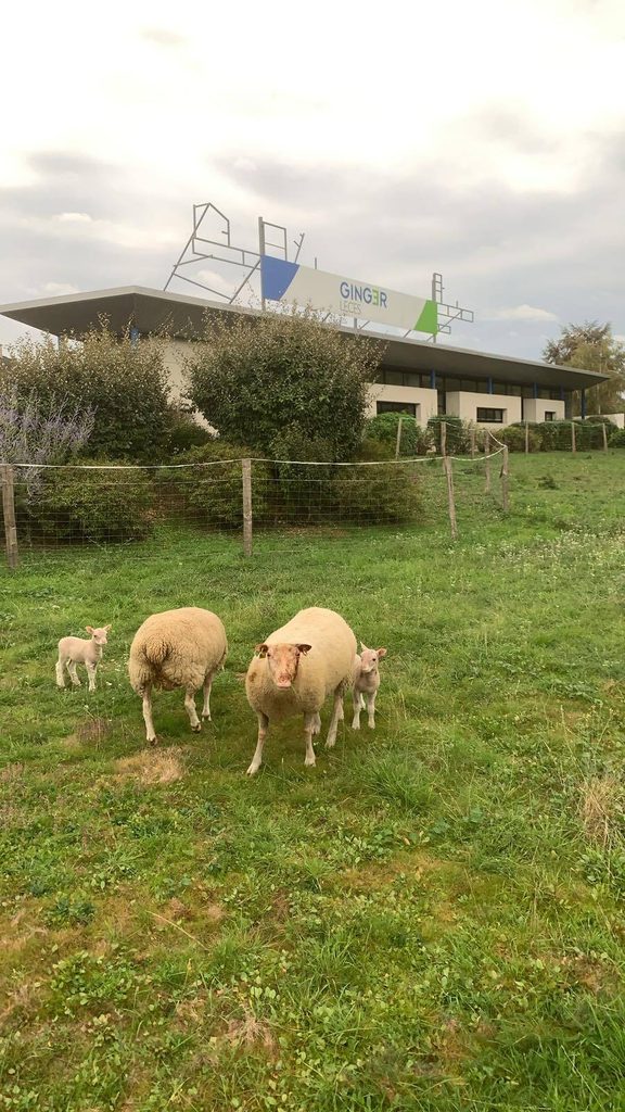 moutons poitiers
